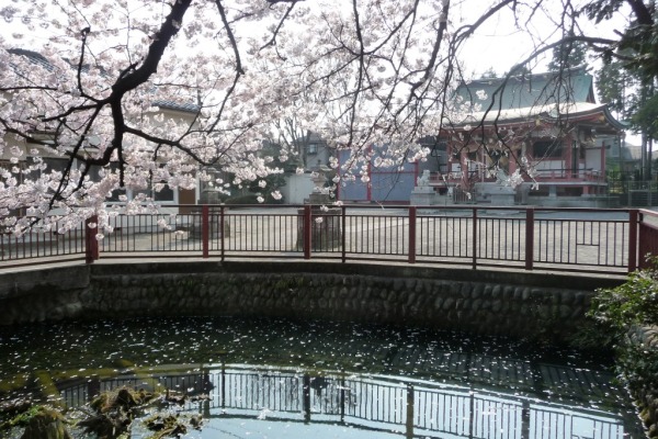 春の八雲神社と池