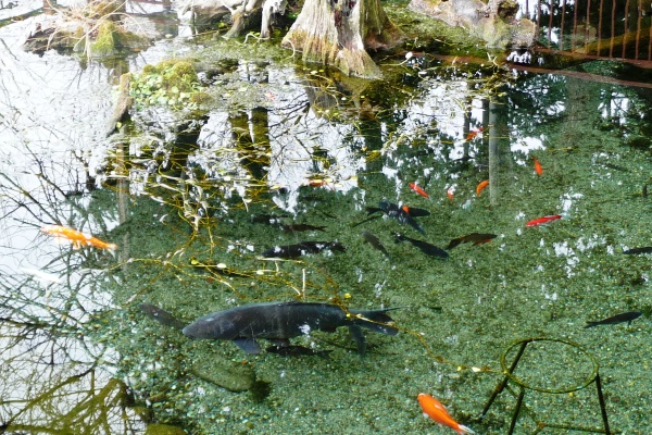 八雲神社の池