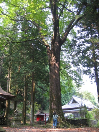 5.養沢神社のトチノキ