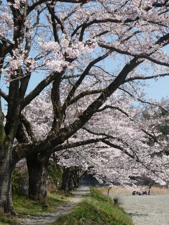29.小庄の桜