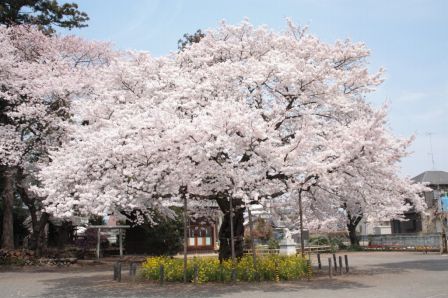 58.出雲神社の桜