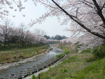 75.多西橋－平高橋の桜