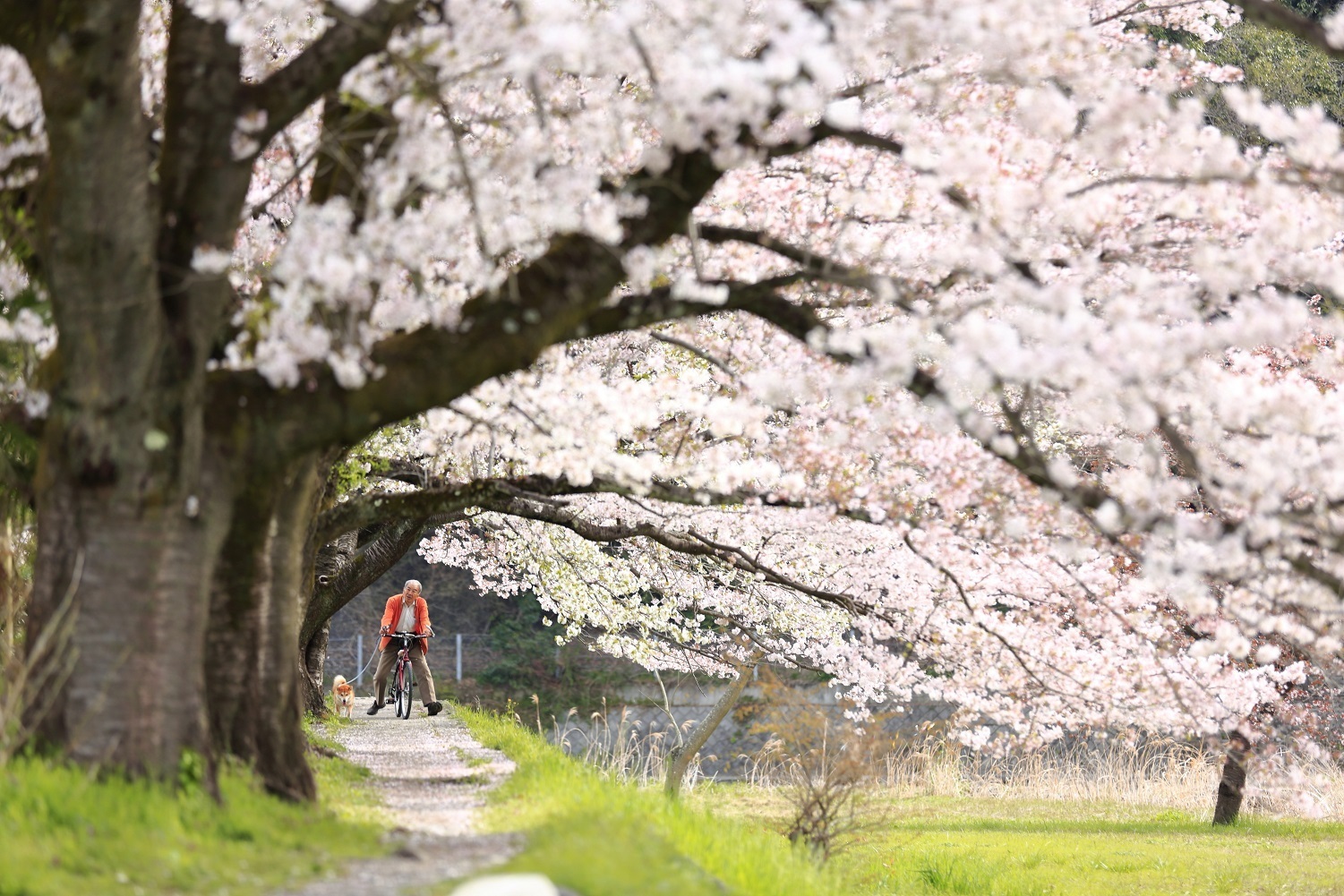 小庄の桜の写真