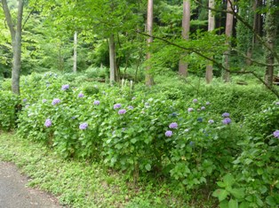 34.都立小峰公園（あじさい）