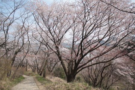 34.都立小峰公園（桜）