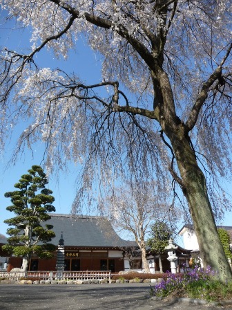 47.明光寺のしだれ桜