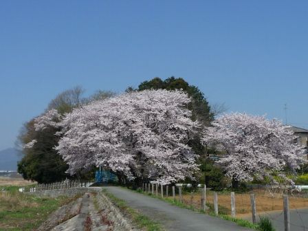 67.小川久保桜公園