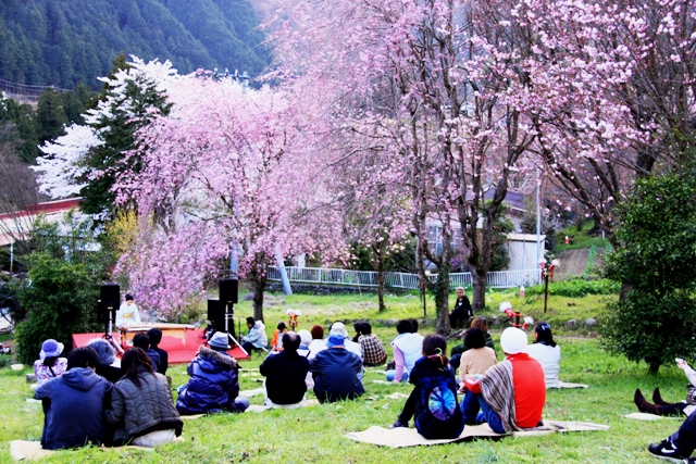 しだれ桜の下で筝の演奏