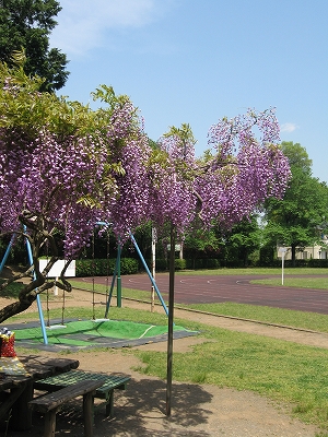 グリーンスポーツ公園の藤の花1