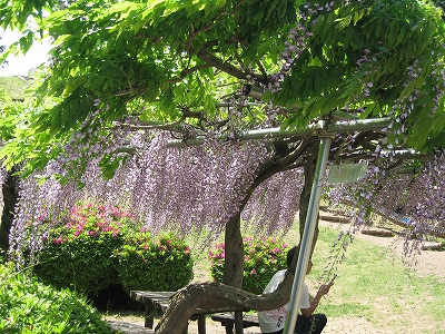 グリーンスポーツ公園の藤の花2