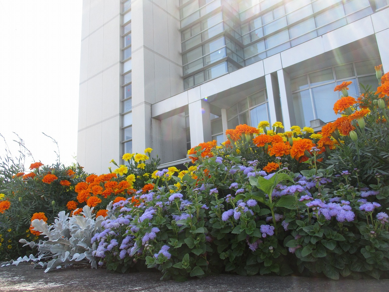 あきる野市役所庁舎前花壇