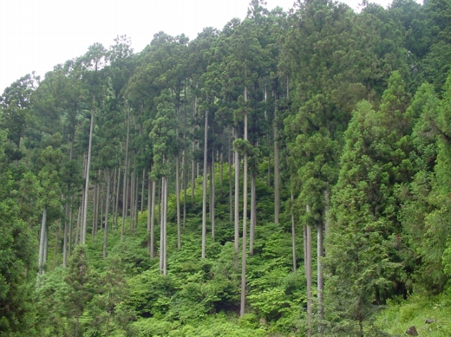 協働による尾根道の整備