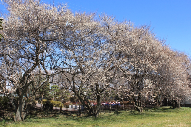 森ノ下公園の梅