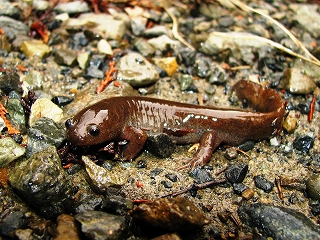 トウキョウサンショウウオ