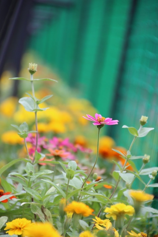 花の装飾