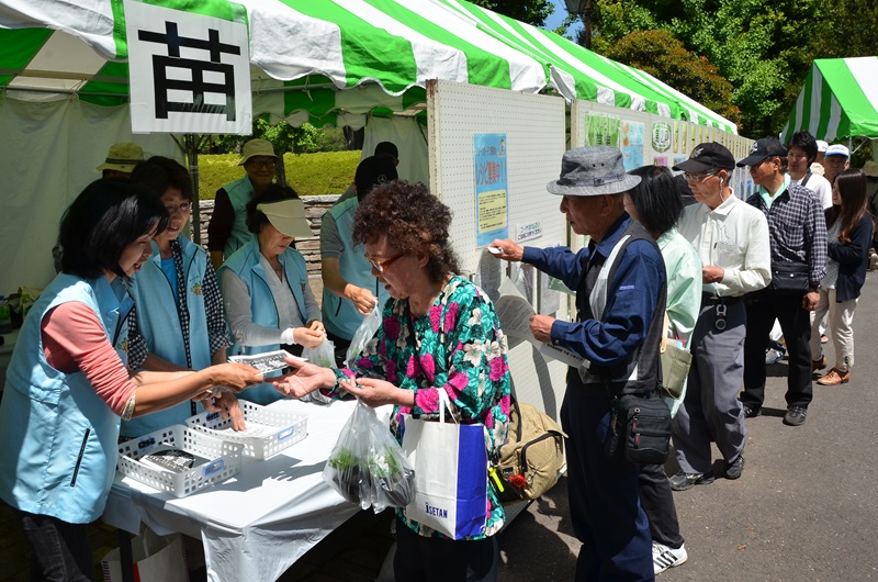 ゴーヤの苗の無料配布