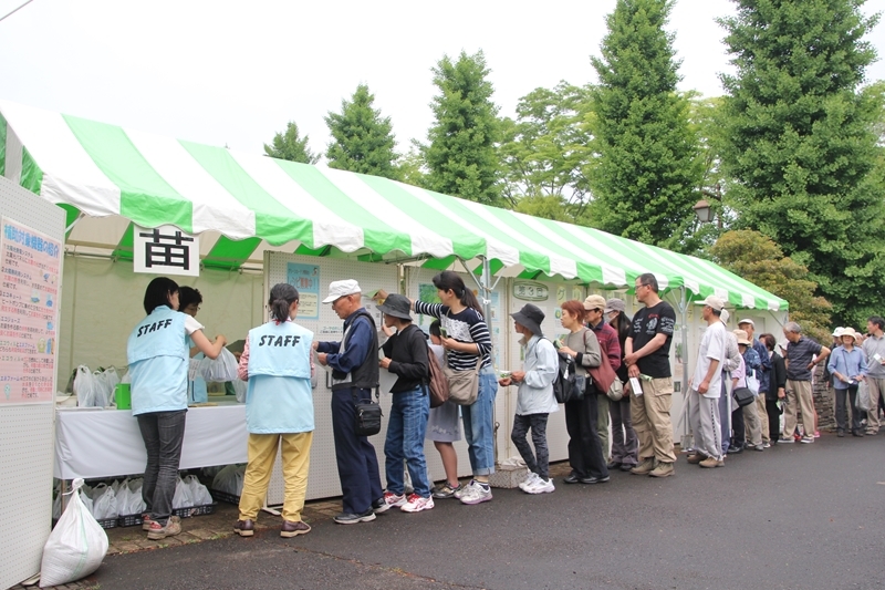 ゴーヤの苗の無料配布