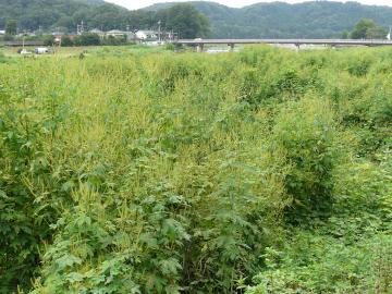 一斉に開花したオオブタクサ群落