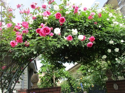 オープンガーデン写真1