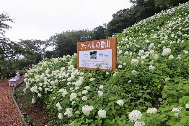 わんダフルネイチャーヴィレッジ あじさい園 株式会社東京サマーランド あきる野市