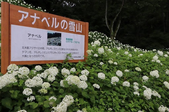 わんダフルネイチャーヴィレッジ あじさい園 株式会社東京サマーランド あきる野市