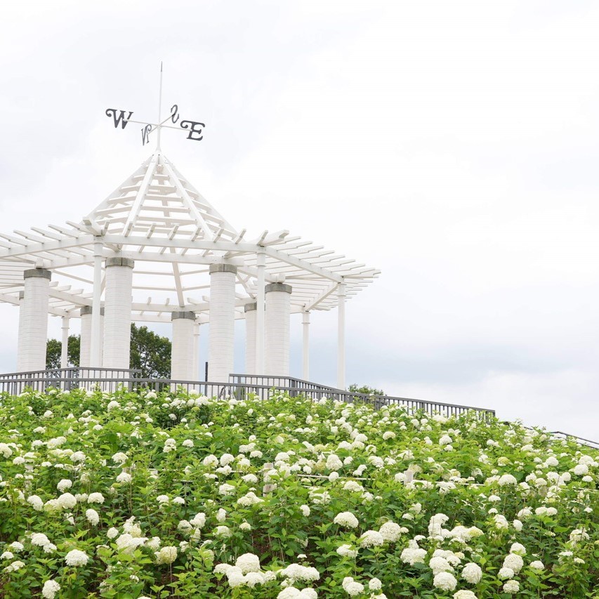 秋留台公園あじさい