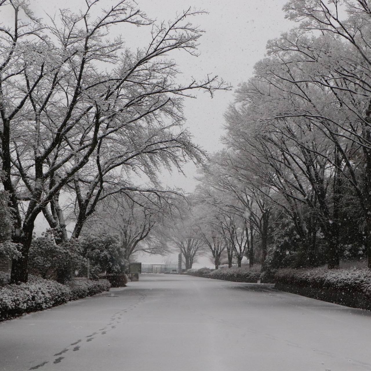 2024年2月5日（月曜日）の雪景色の写真