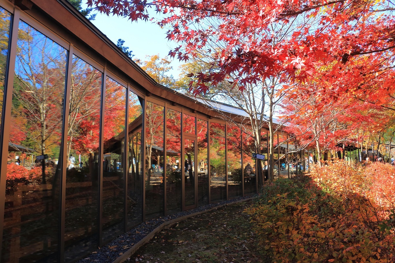 秋川渓谷瀬音の湯の紅葉