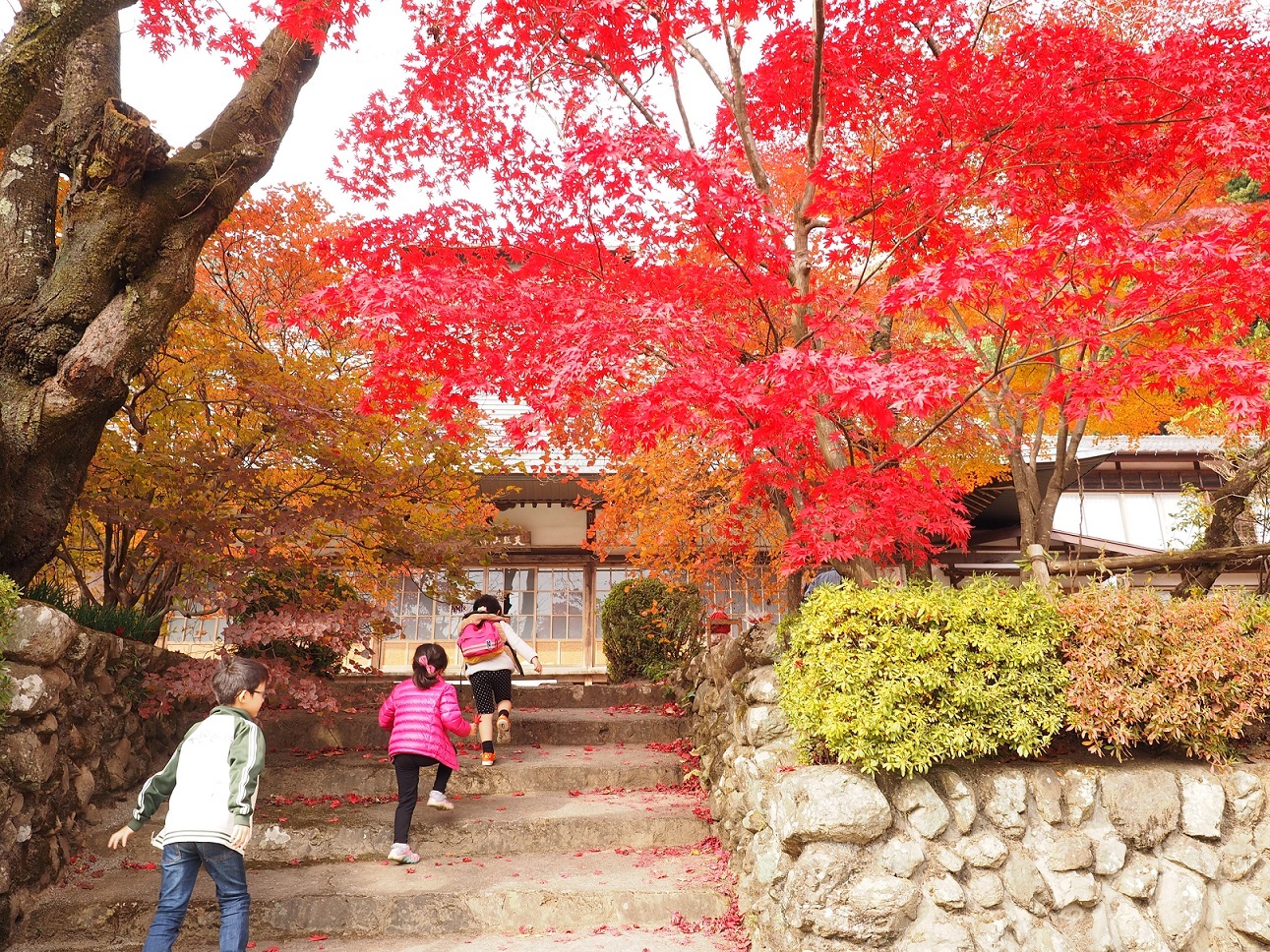 龍珠院の紅葉