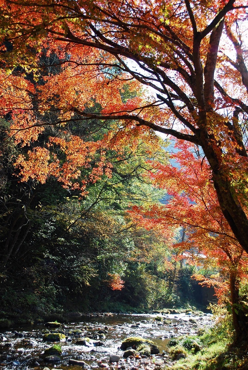 養沢川の紅葉