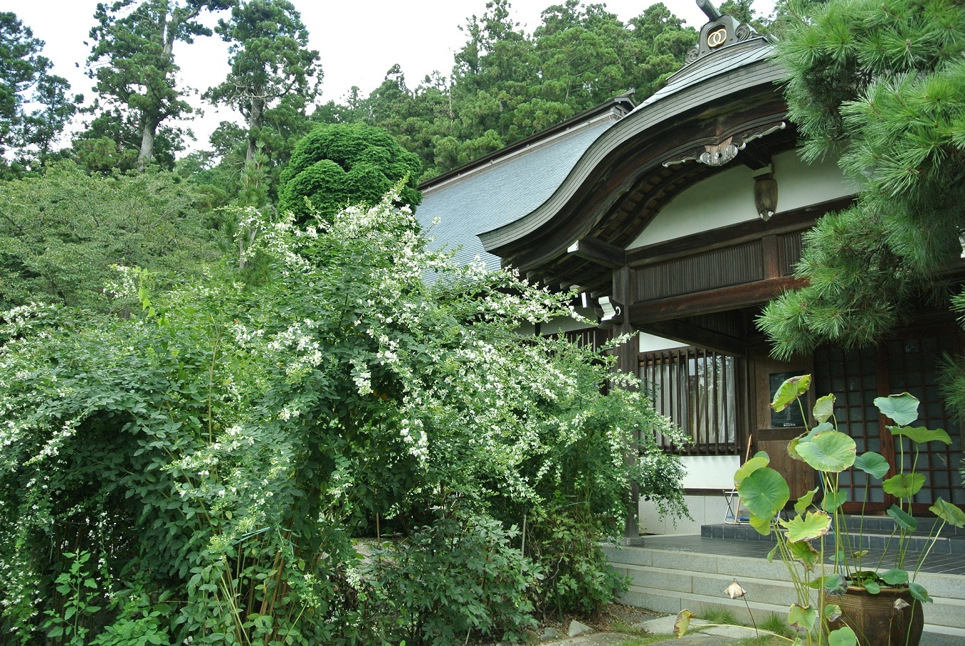 大悲願寺の白萩