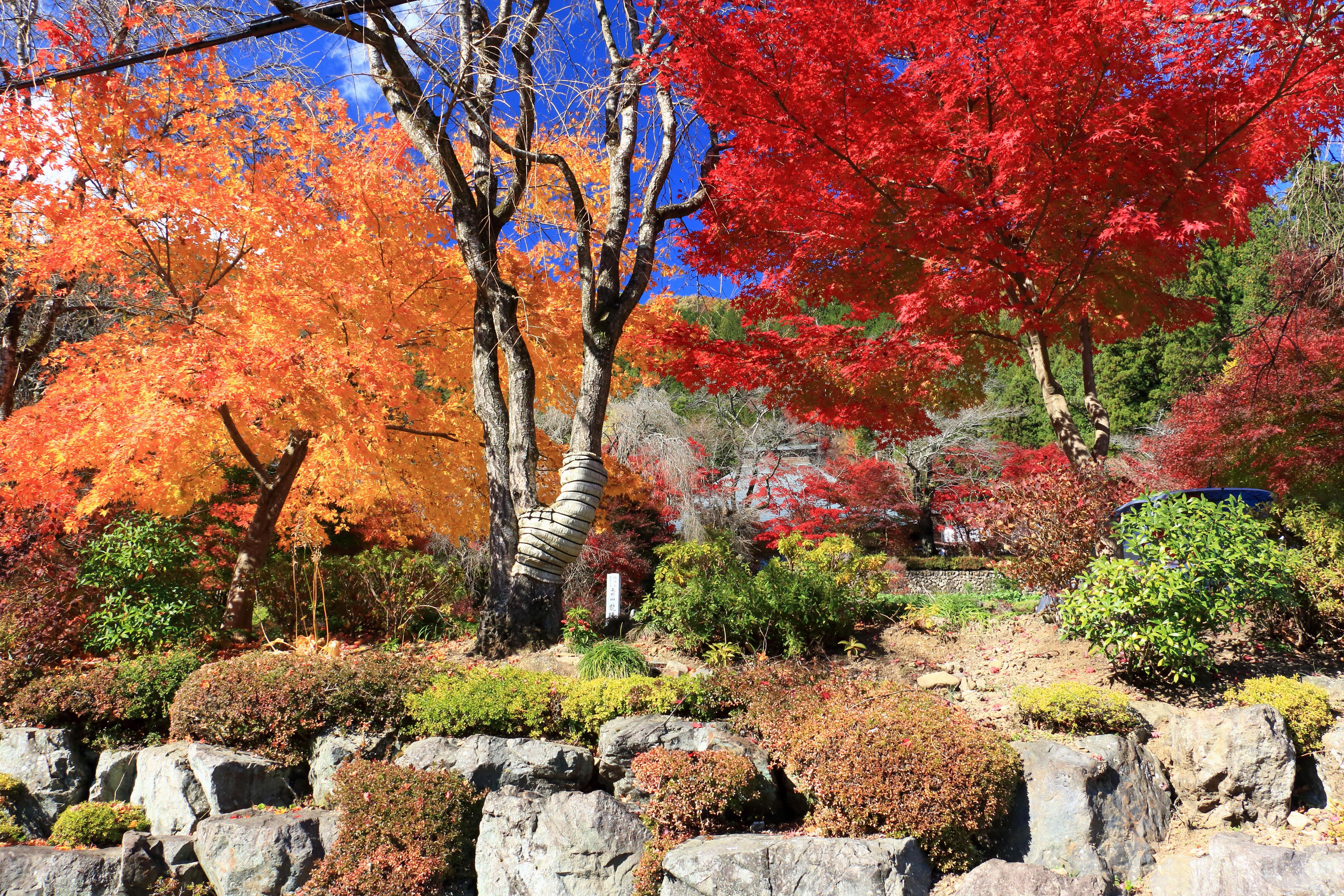 秋_龍珠院の紅葉