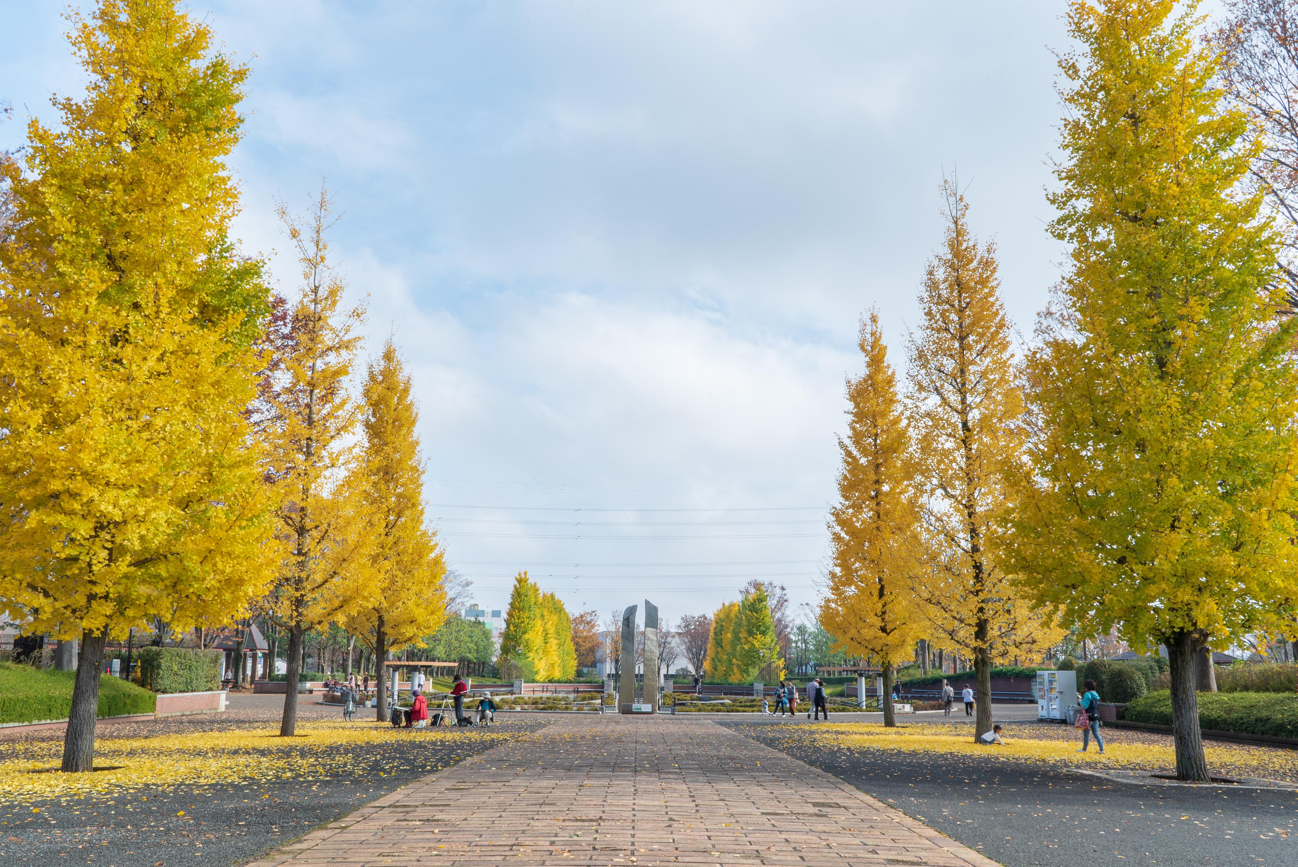 秋_秋留台公園の紅葉